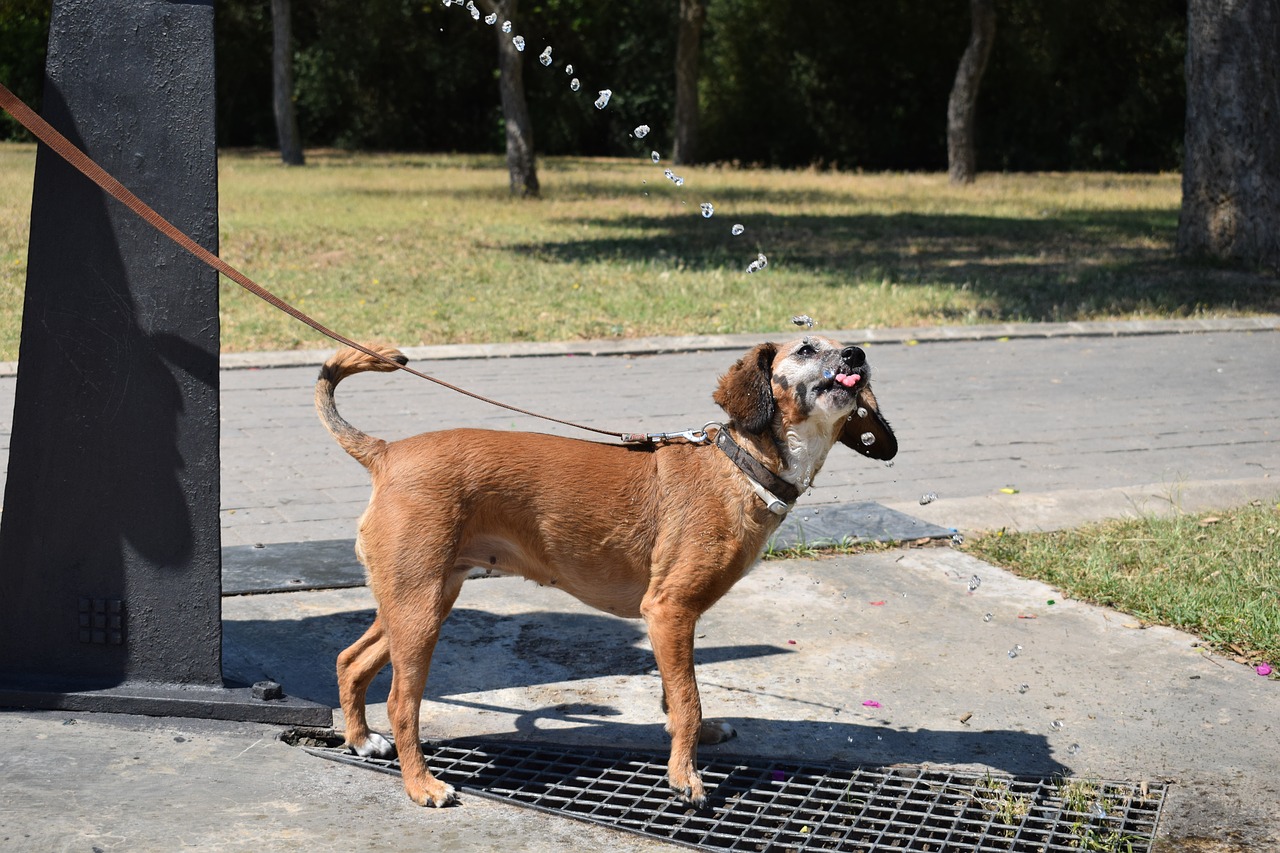 dog water park free photo