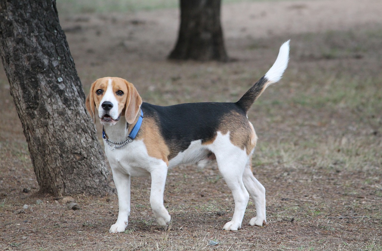 dog beagle pose medium free photo