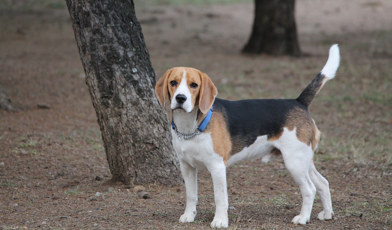 dog beagle medium free photo