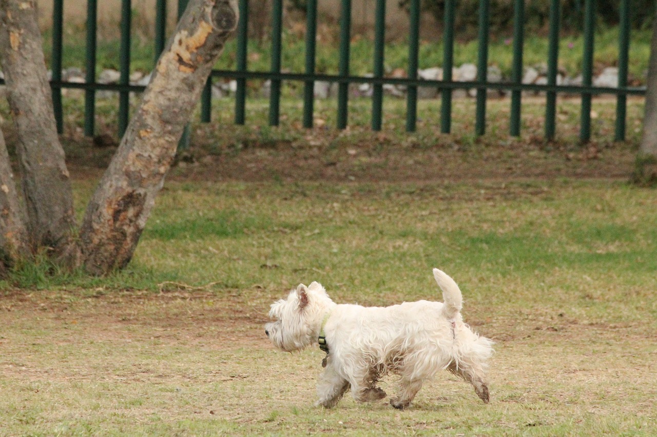 dog scottish terrier white free photo