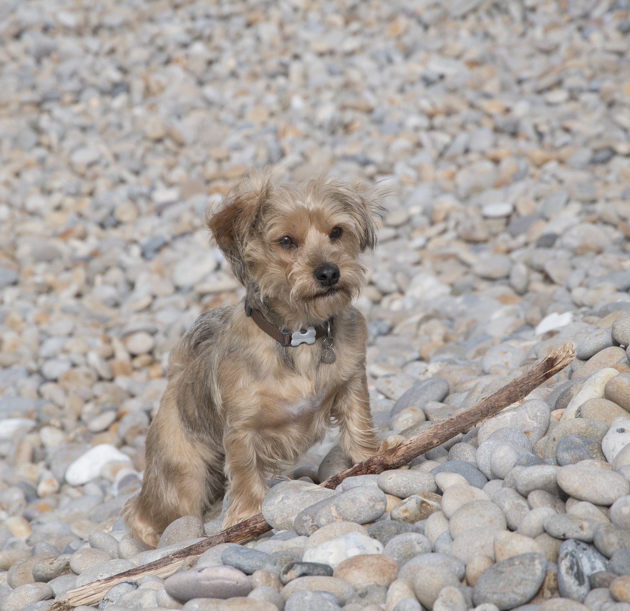dog pebbles beach free photo