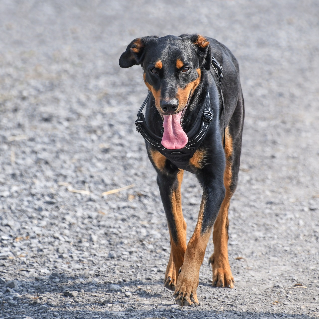 dog beauceron walk free photo