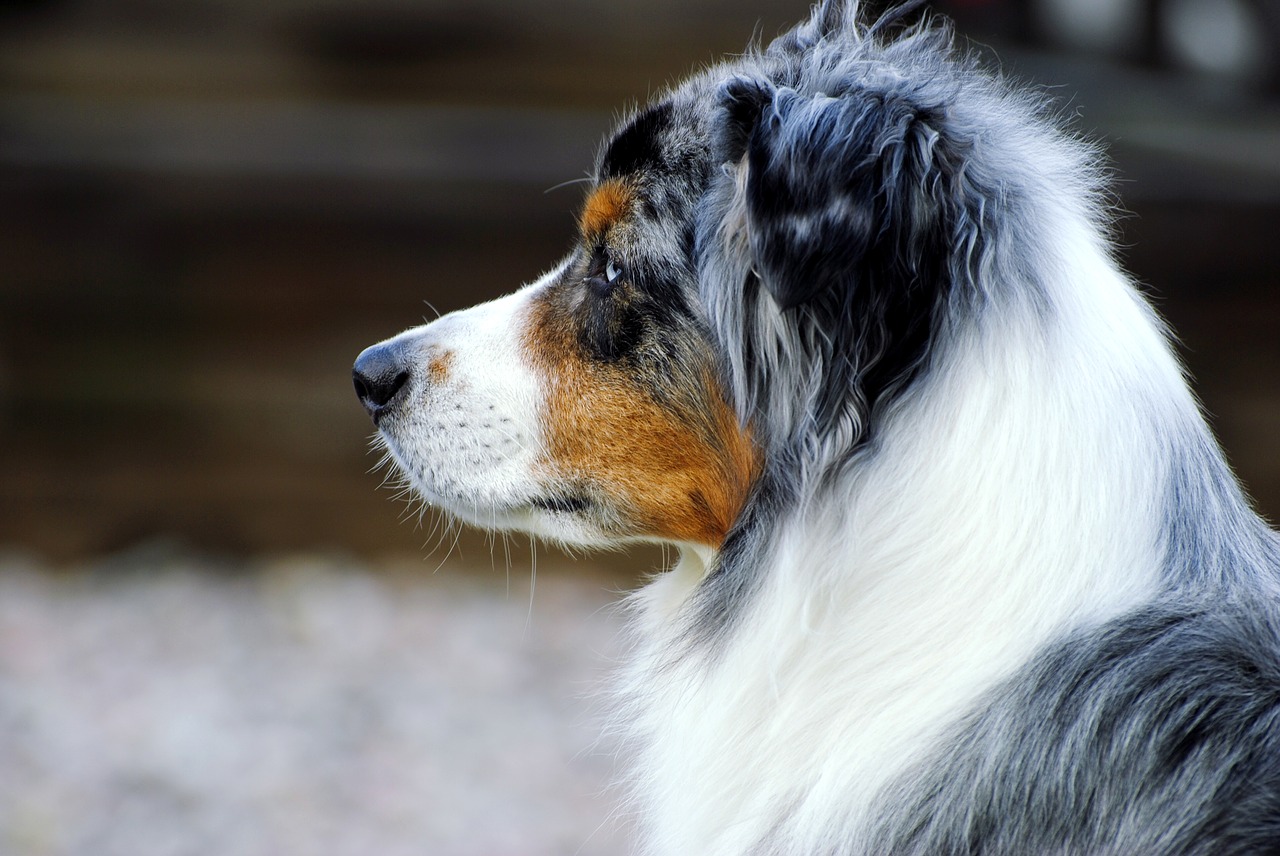 dog australian shepherd shepherd dog free photo