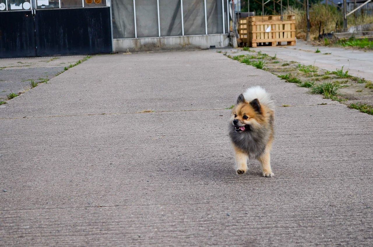 dog animal running free photo