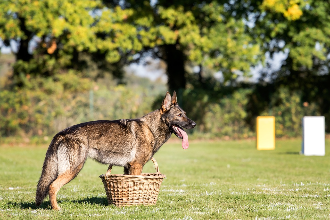 dog german shepherd guard free photo