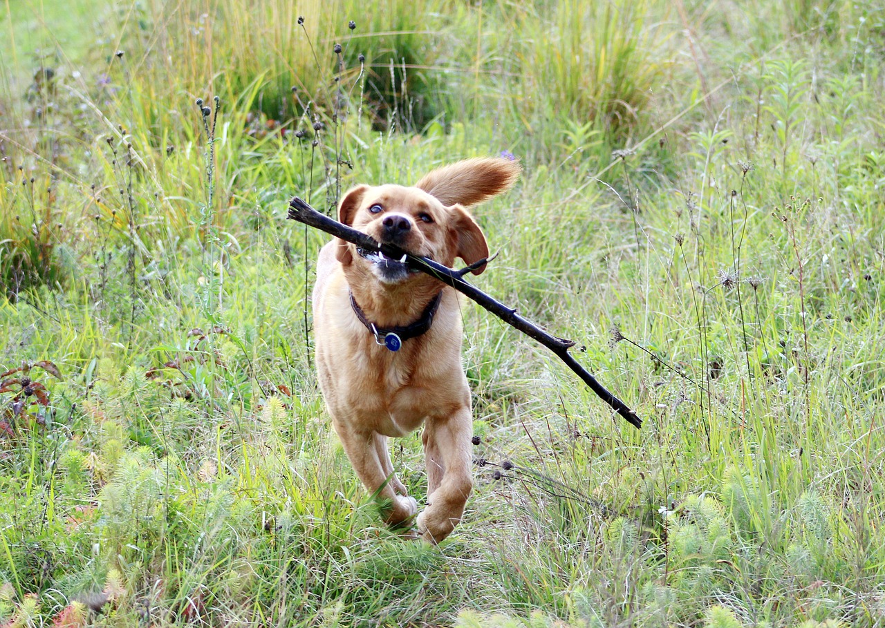 dog batons nature free photo