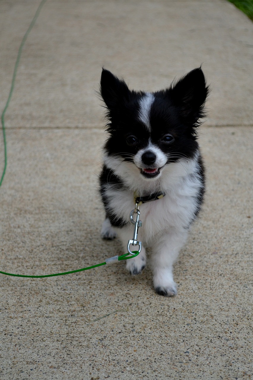 dog black white free photo