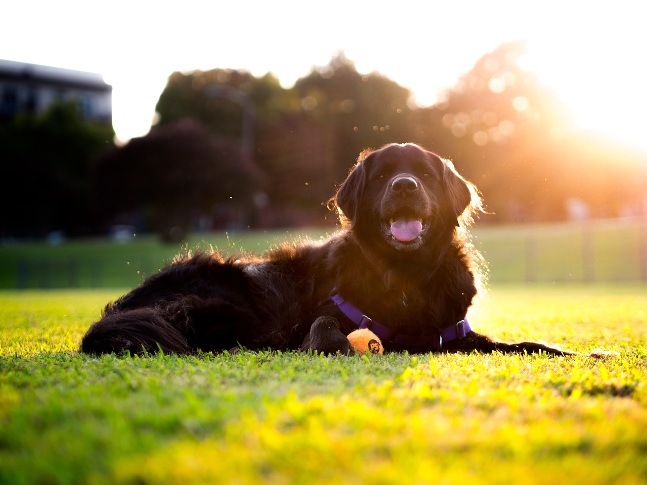 dog sunset retriever free photo