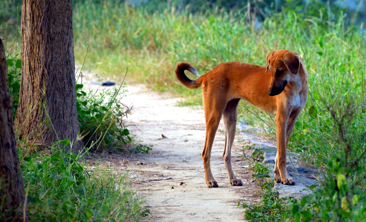 dog canine street dog free photo