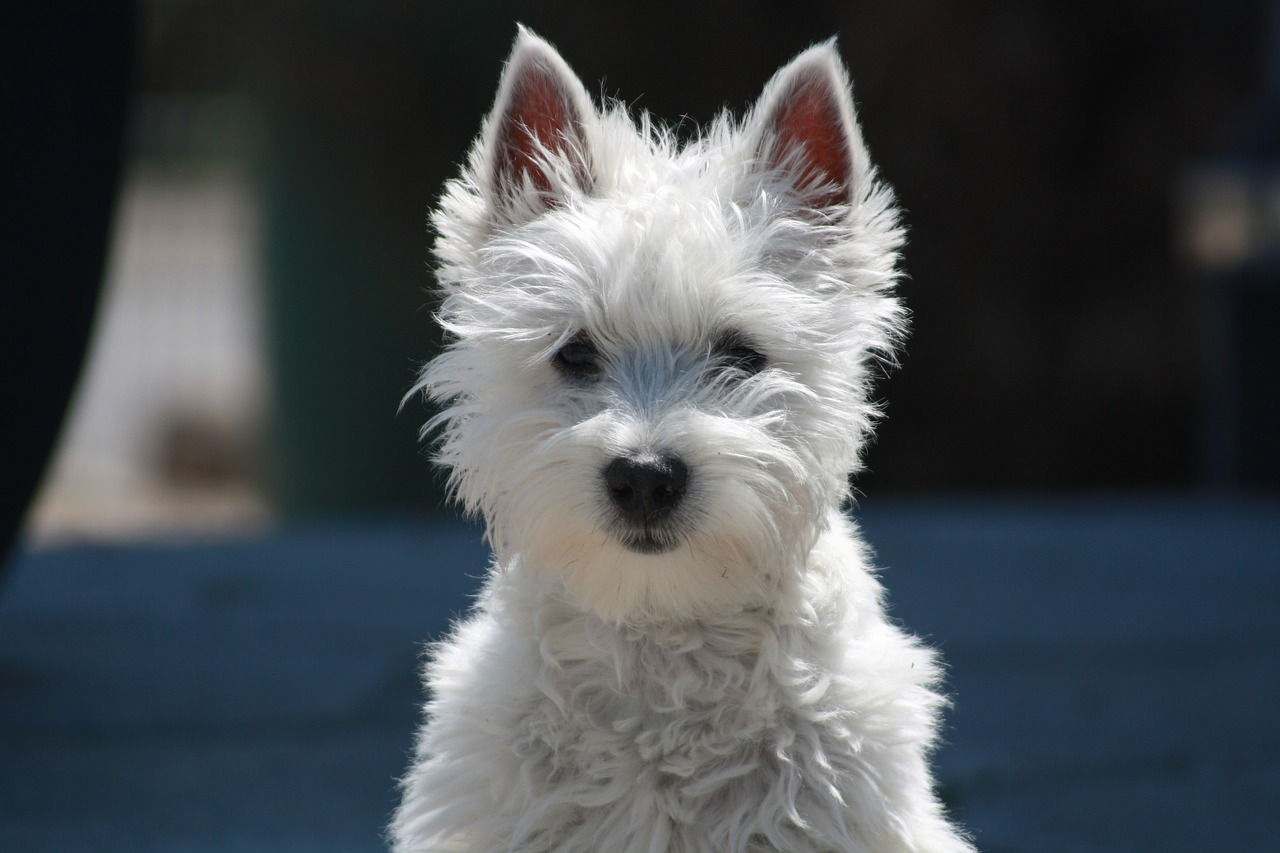 dog terrier small dog free photo