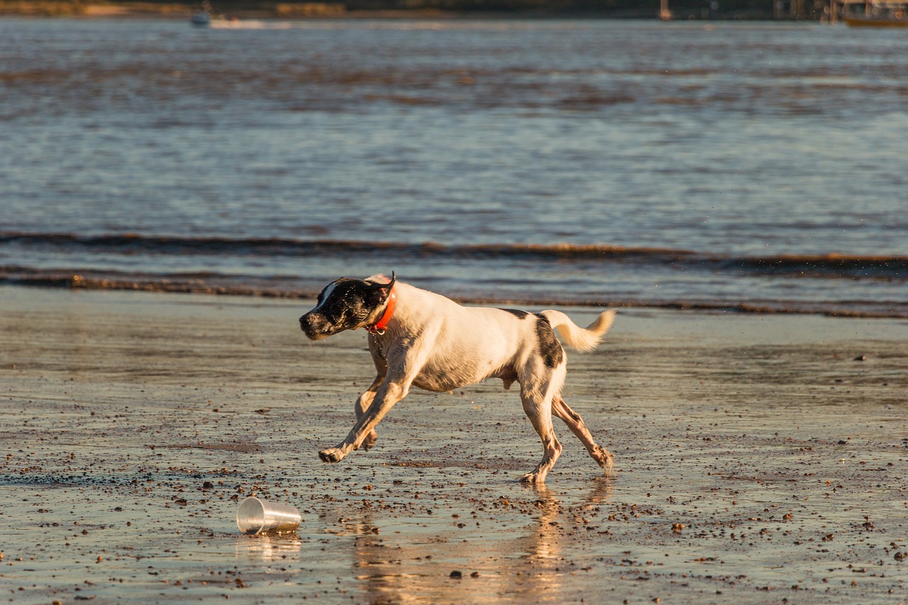 dog beach elbe free photo