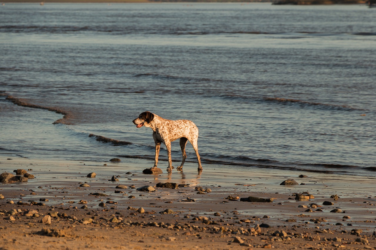 dog beach elbe free photo