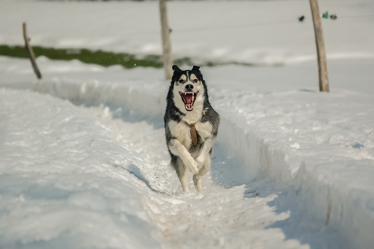 dog snow husky free photo