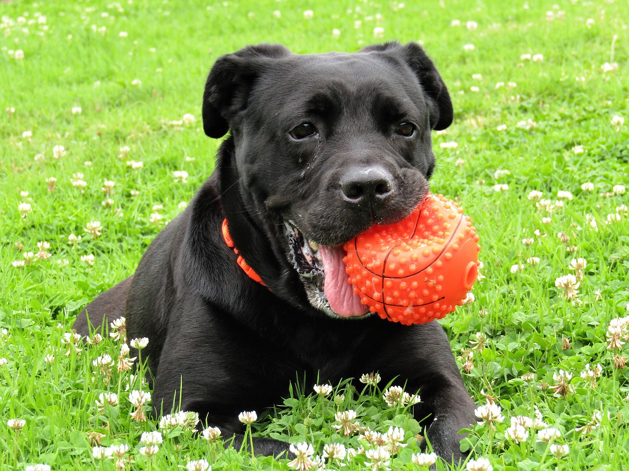 dog black white free photo