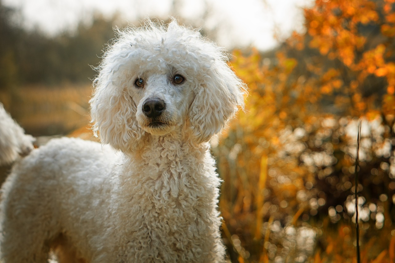 dog poodle the poodle free photo