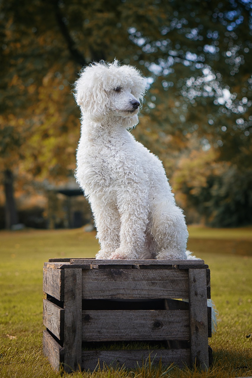 dog the poodle white free photo