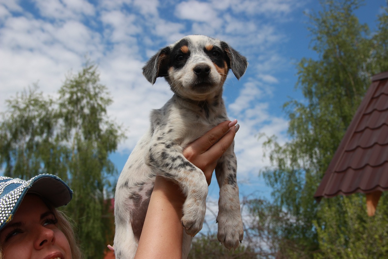 dog puppy sky free photo