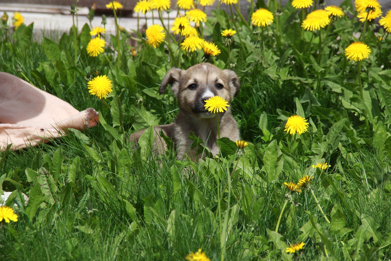 dog puppy sky free photo