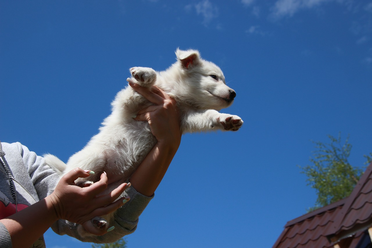 dog puppy sky free photo