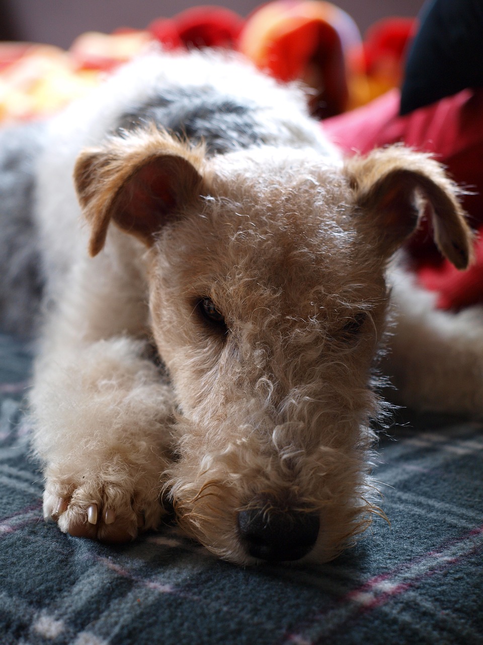 dog fox terrier still life free photo