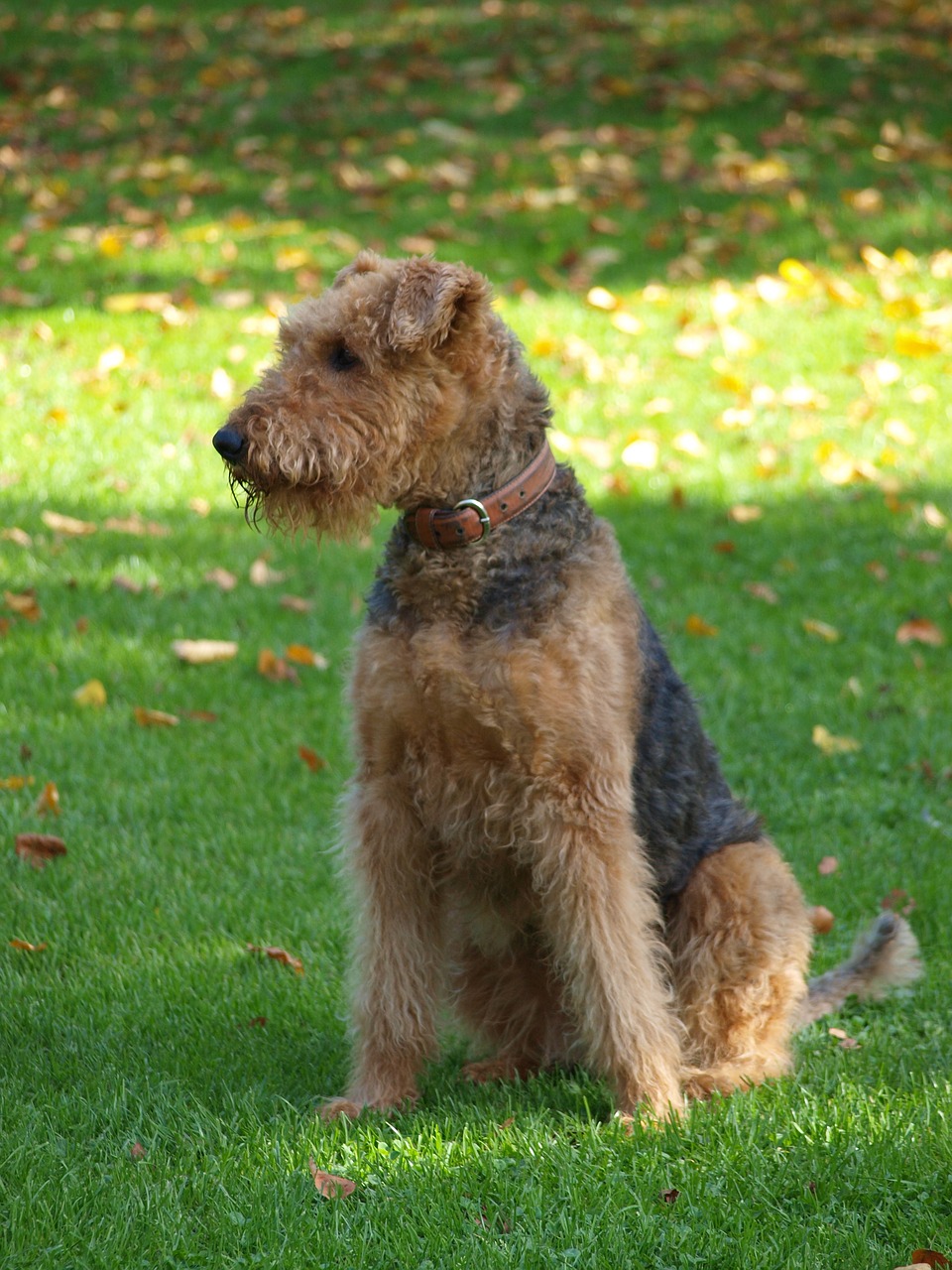 dog airedale meadow free photo