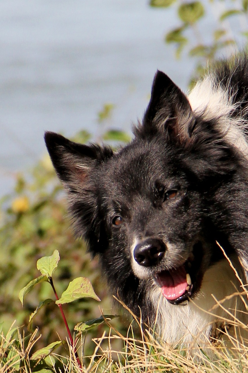 dog border collie british sheepdog free photo