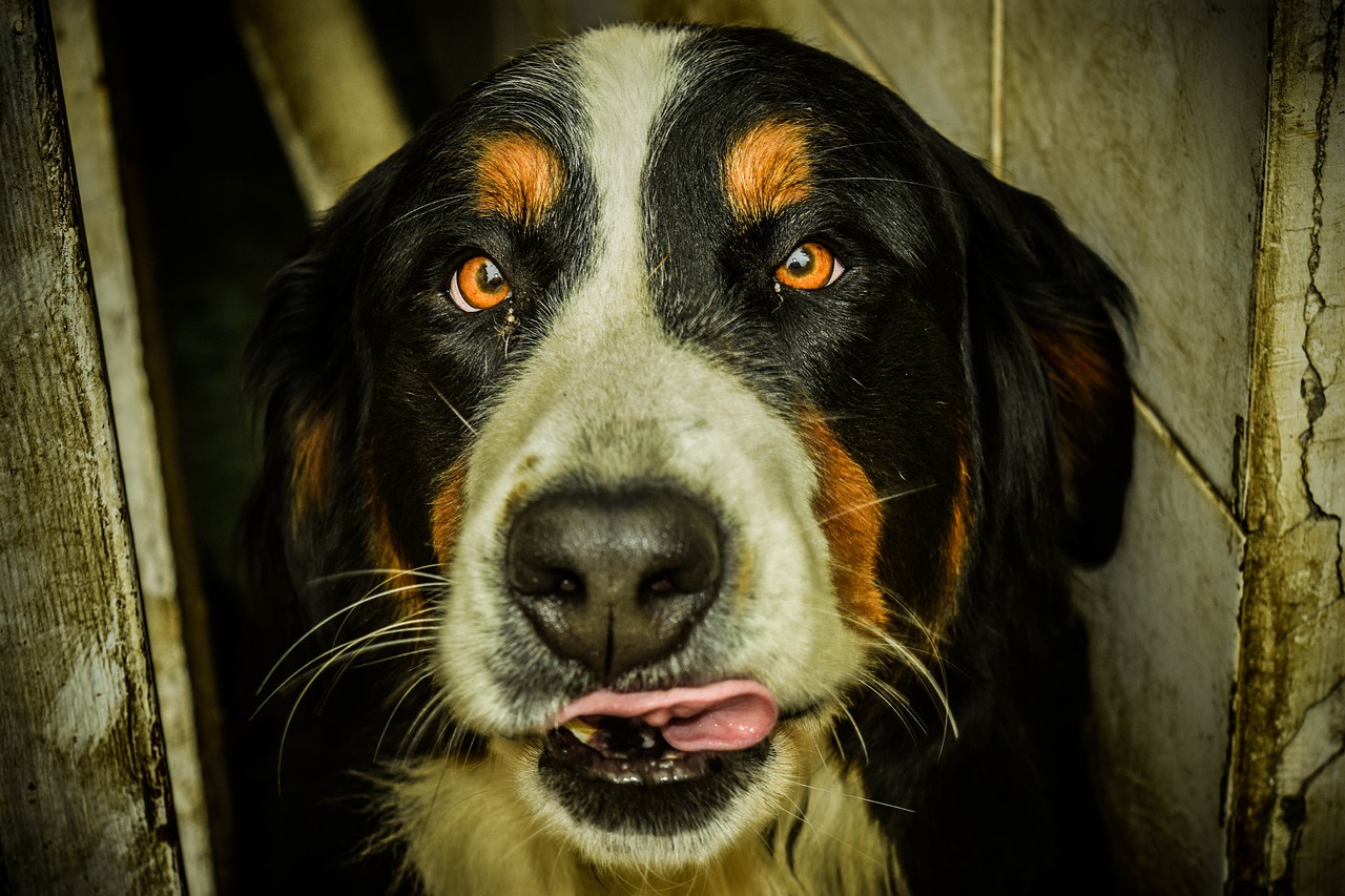 dog bernese animal free photo