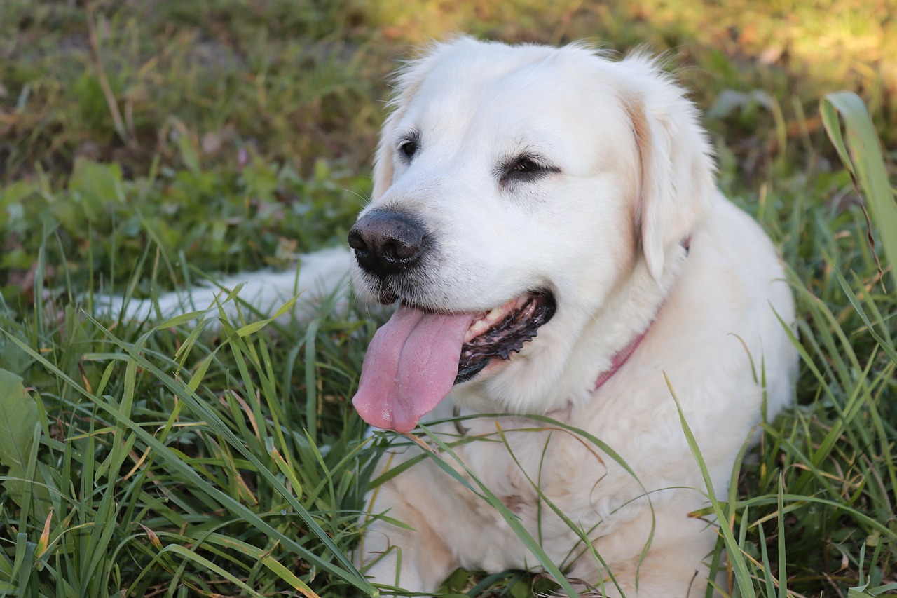 dog animal golden retriever free photo