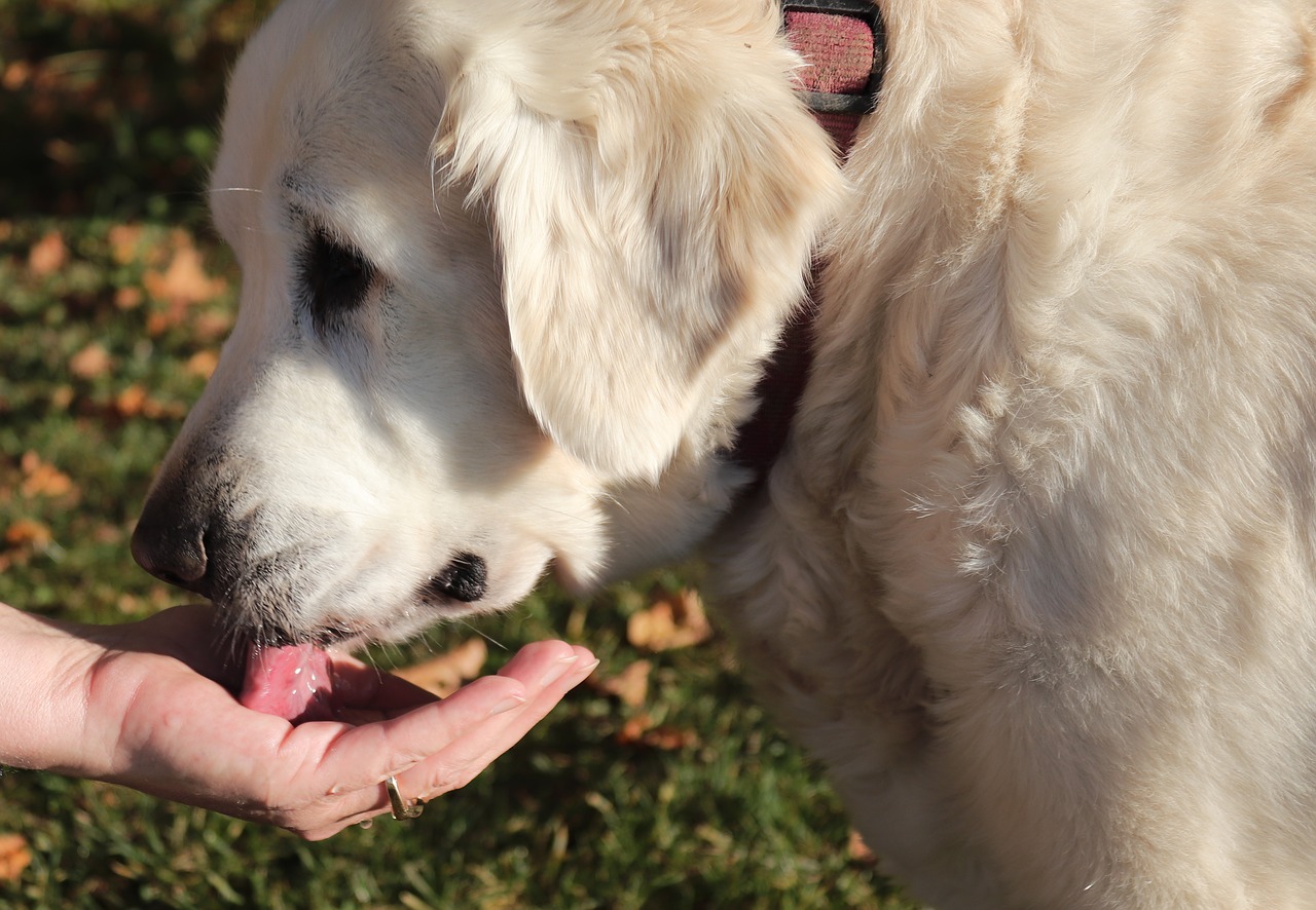 dog animal drink free photo