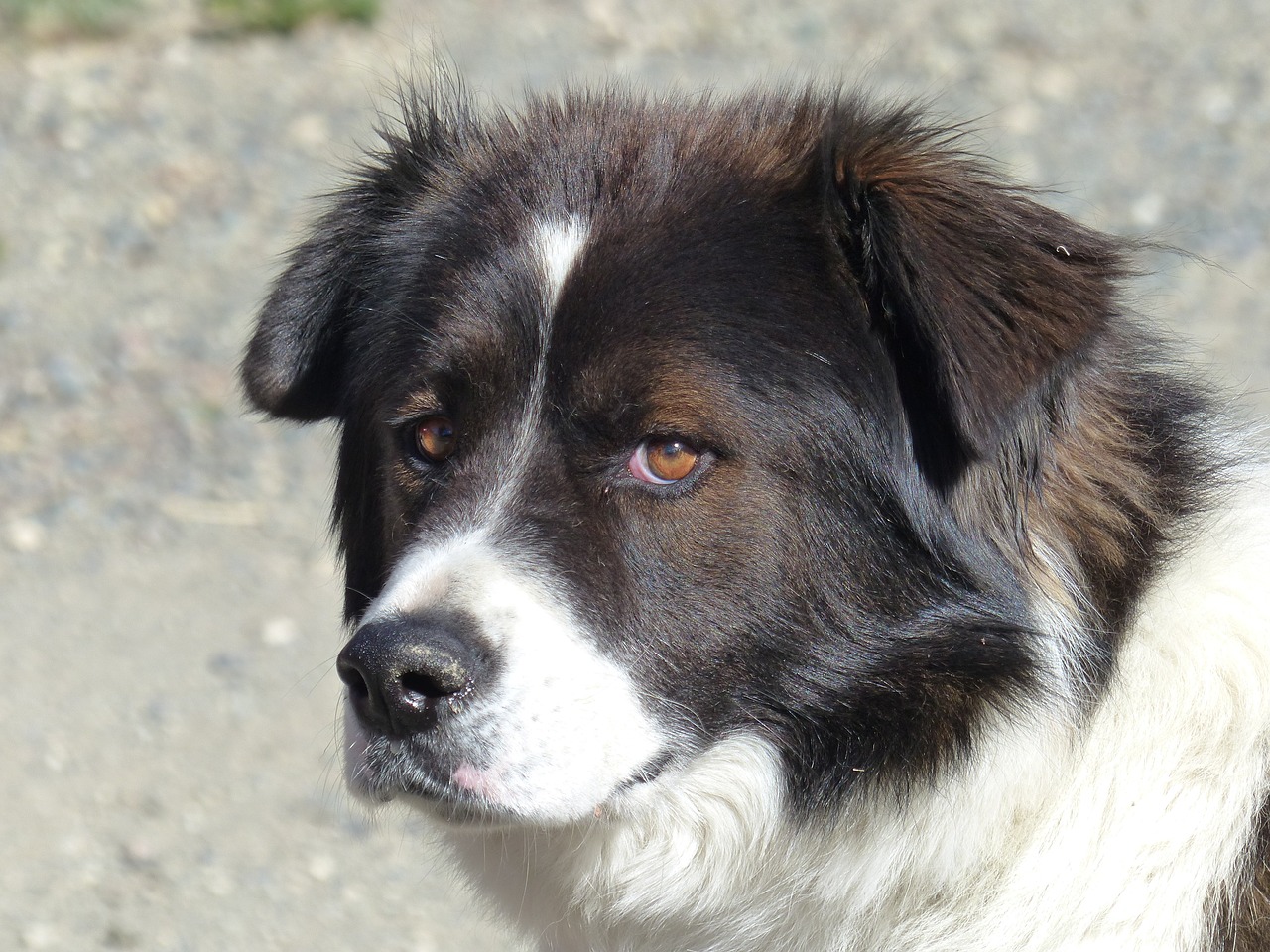 dog face portrait free photo