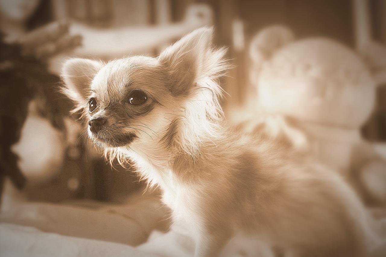 dog small dog chihuahua free photo