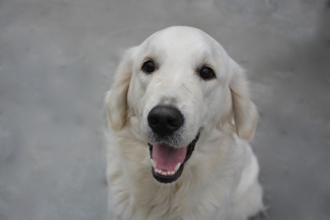 dog dog golden retriever domestic animal free photo