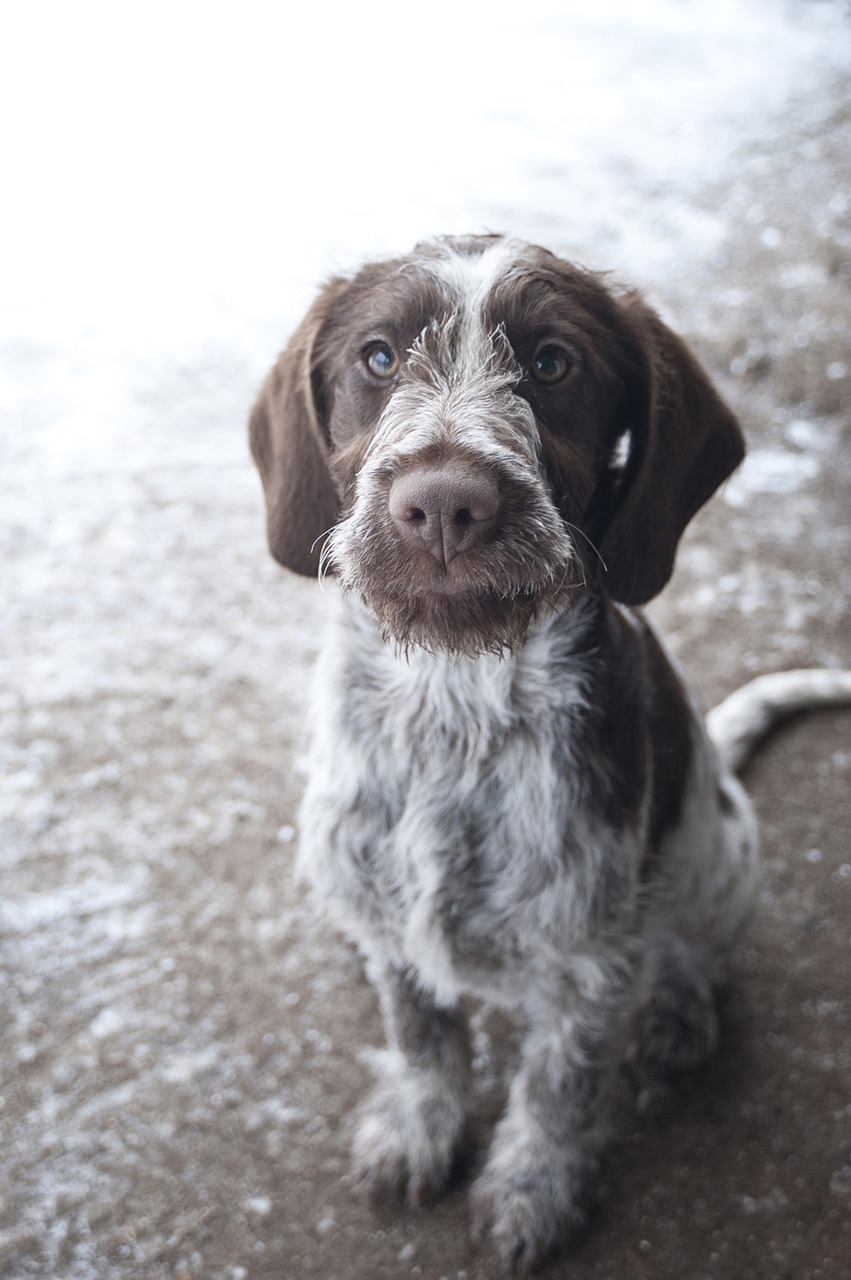 dog hunting puppy free photo