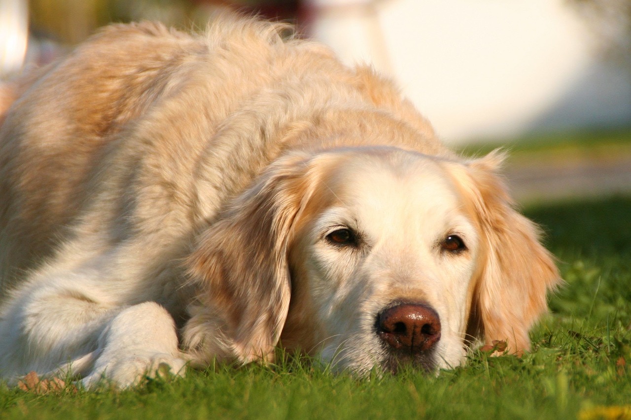 dog snout pet free photo