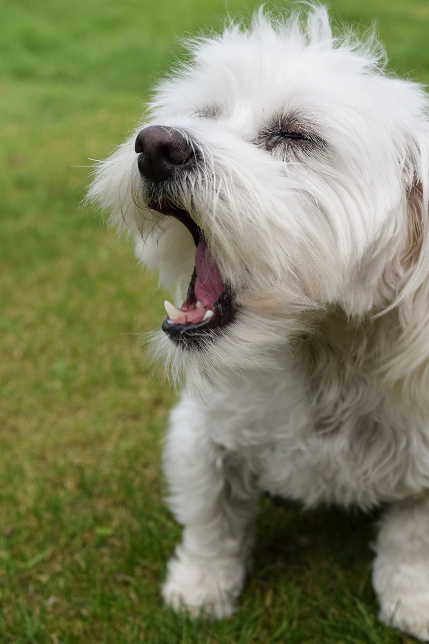 dog cute maltese free photo