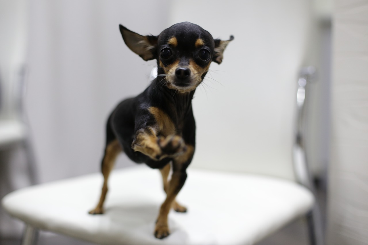 dog toy terrier pets free photo