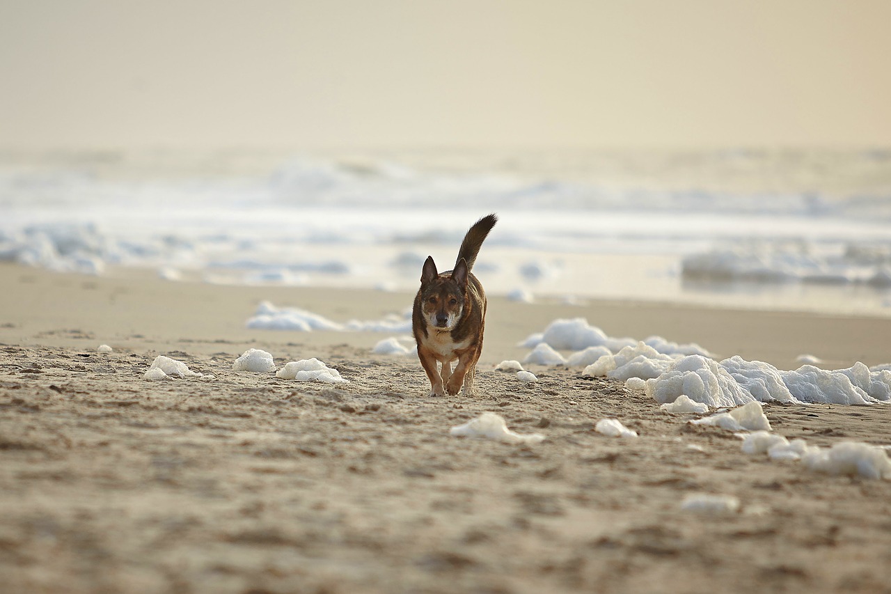 dog beach sylt free photo