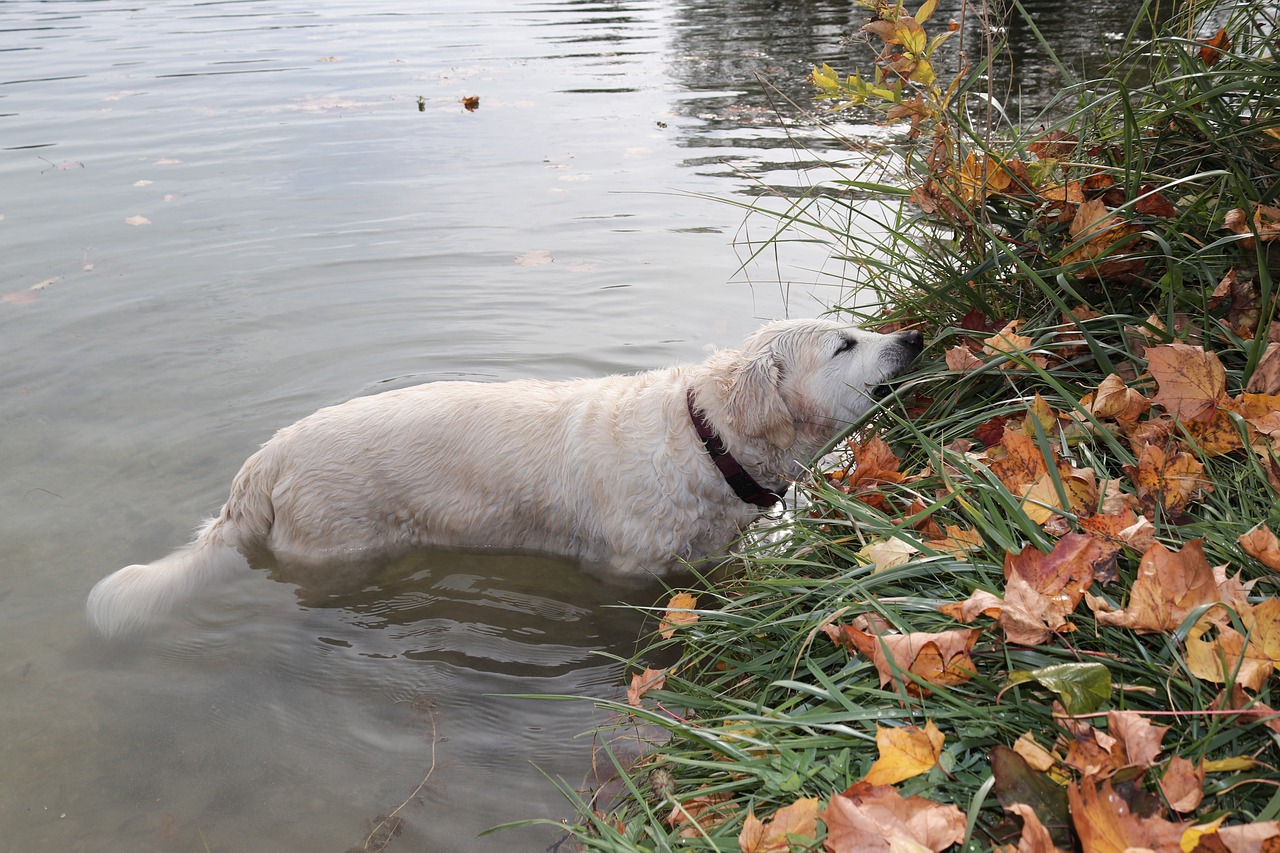 dog water leaves free photo