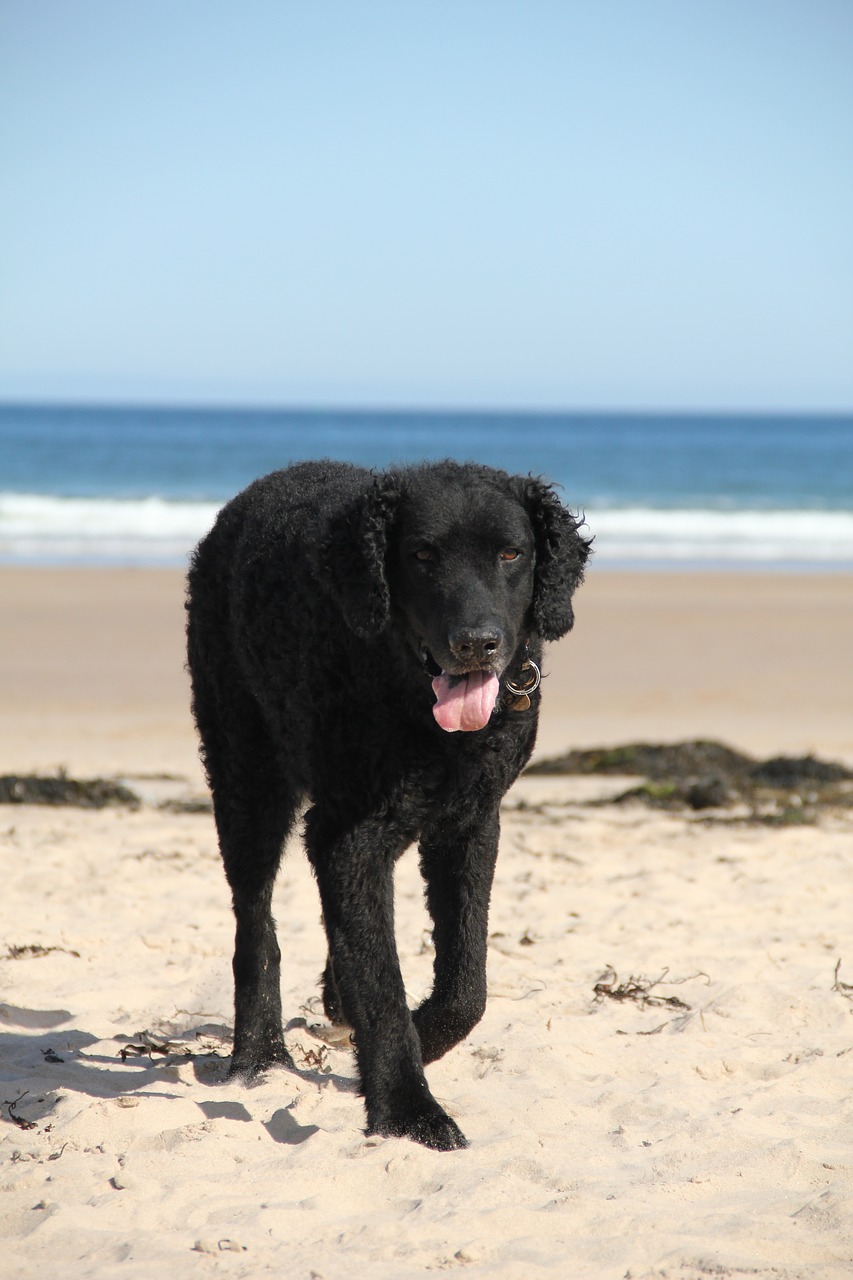 dog beach sea free photo