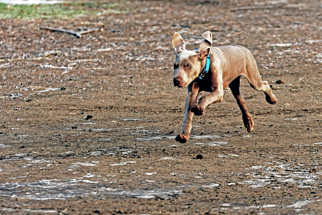 dog young dog weimaraner free photo