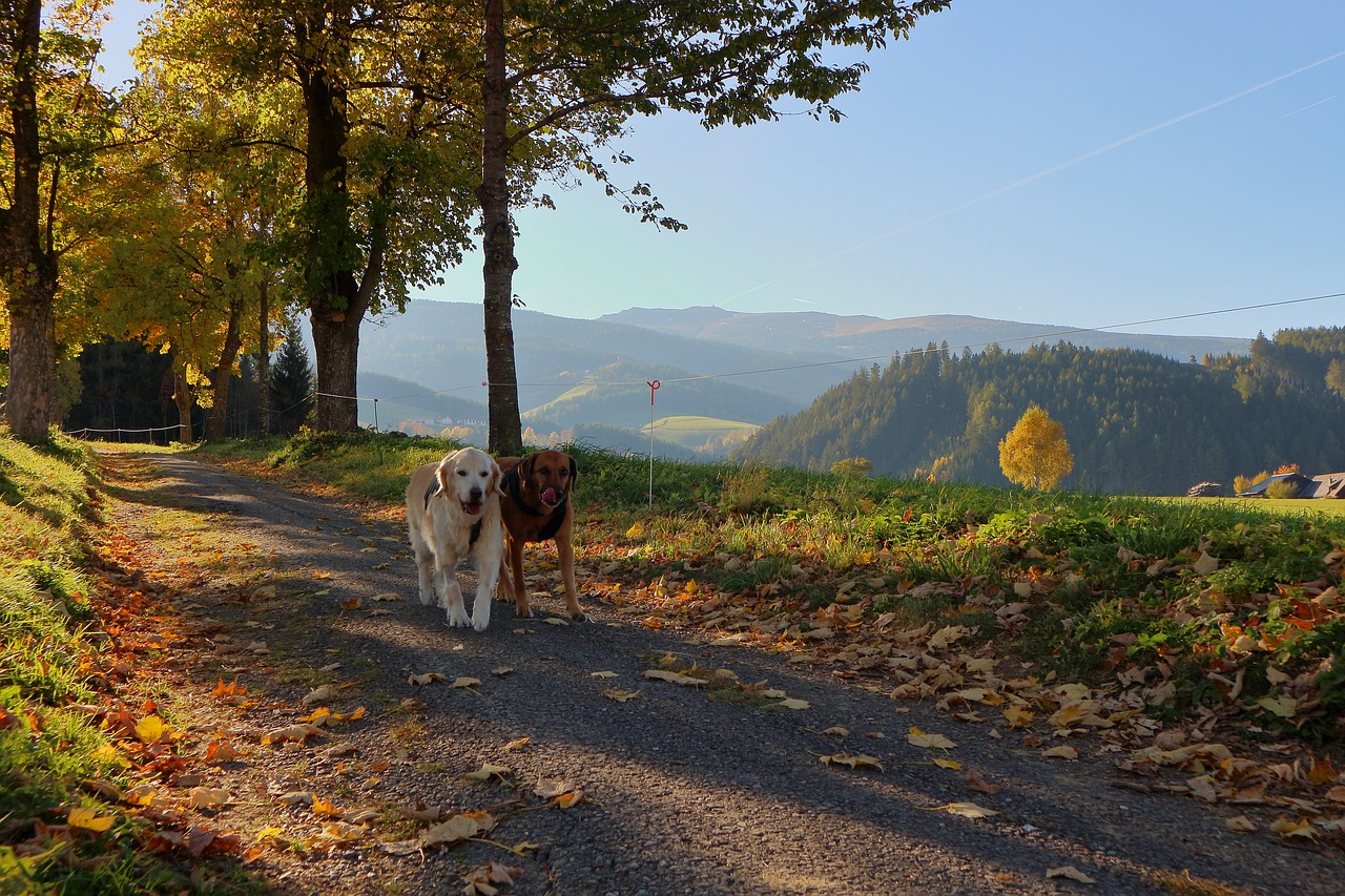 dog autumn golden autumn free photo