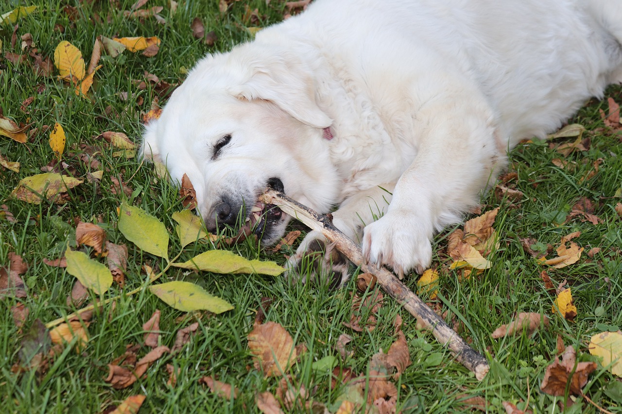 dog floor nibble free photo