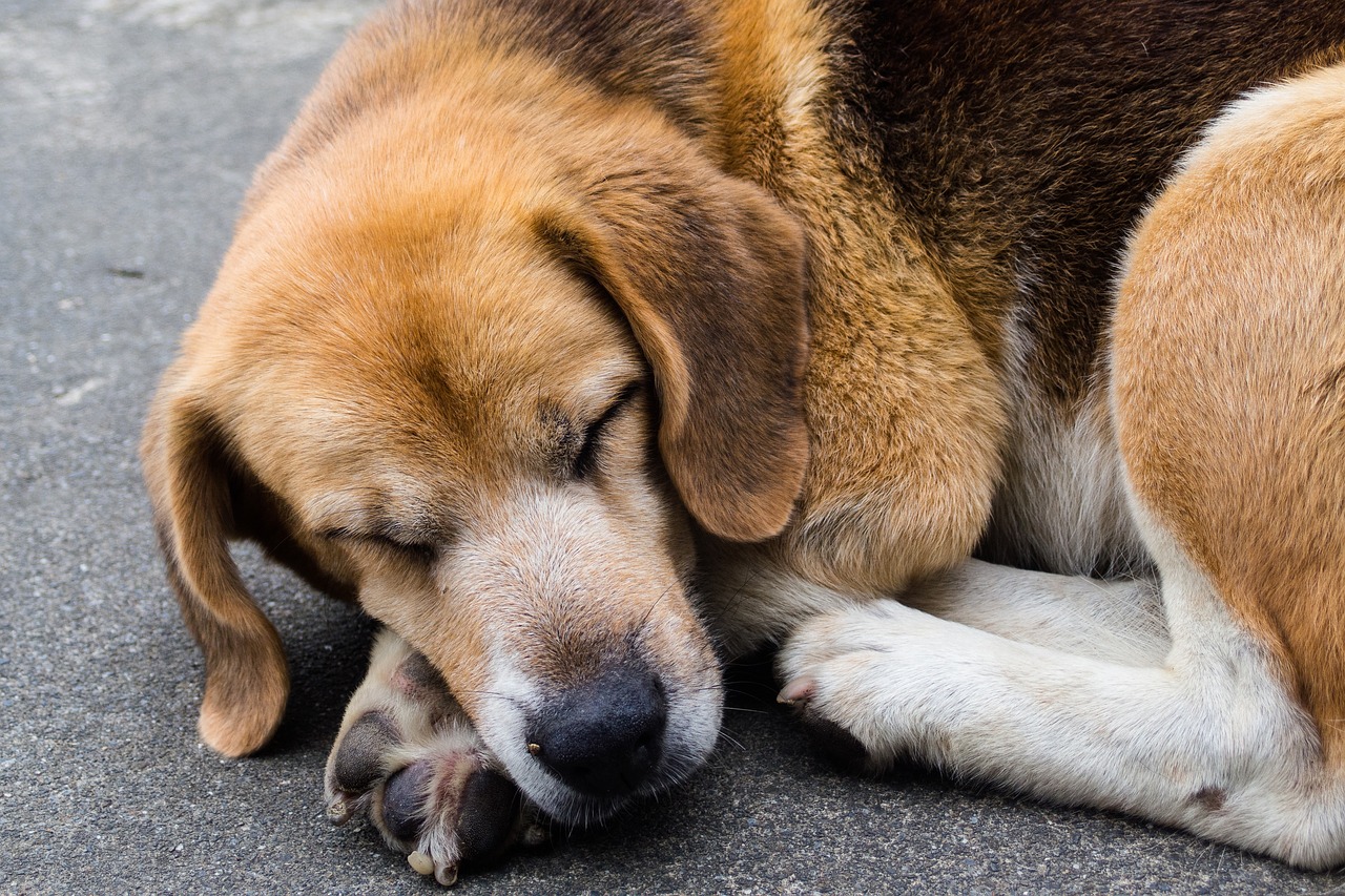 dog sleeping their palate mig lu free photo