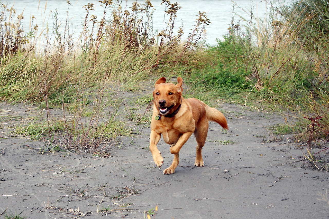 dog pet quadruped free photo