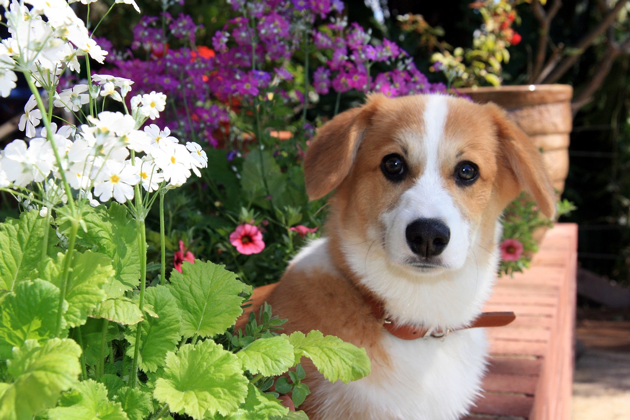 dog puppy flowers free photo
