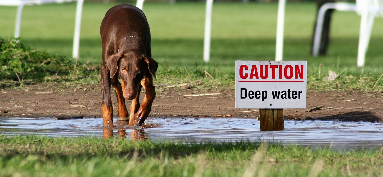 dog water sign free photo