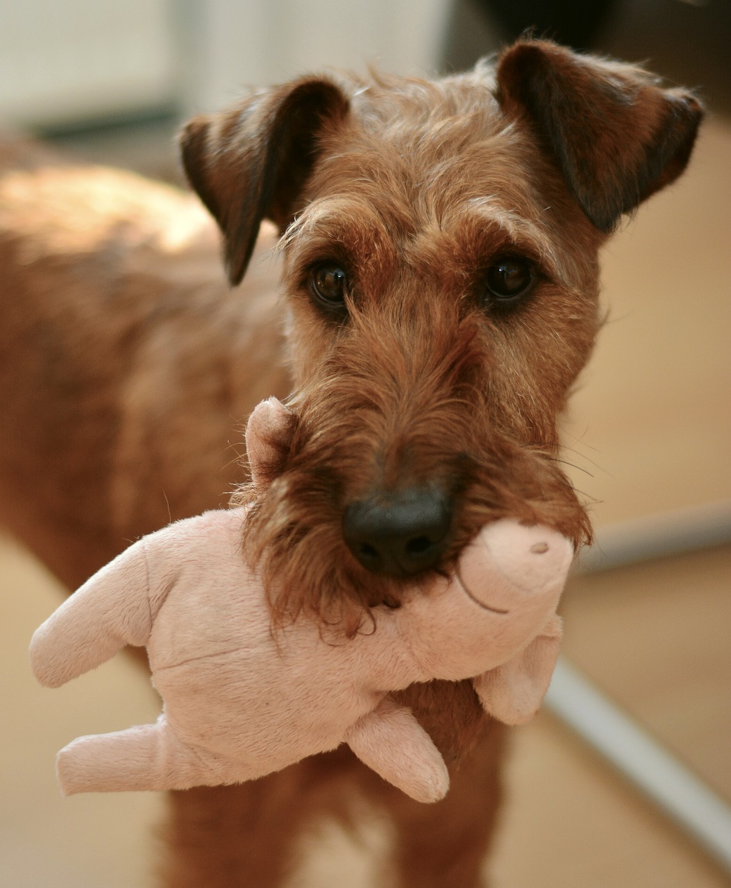 dog irish terrier hundeportrait free photo