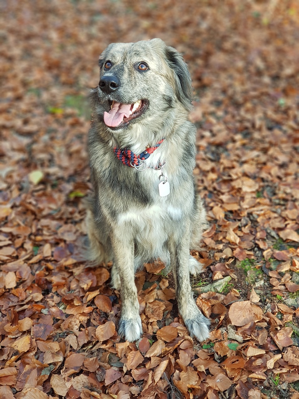 dog forest leaves free photo