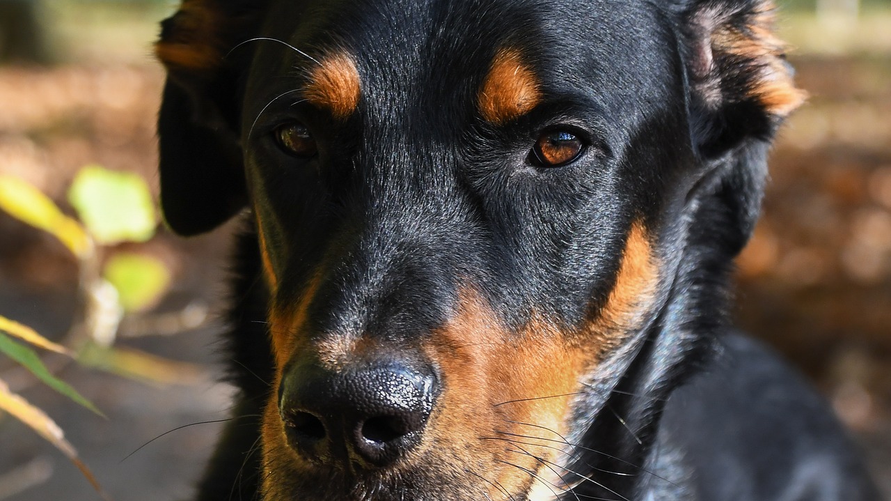 dog beauceron animal free photo