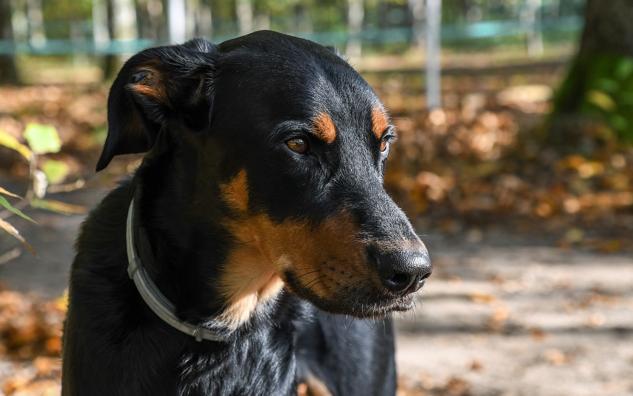 dog beauceron animal free photo